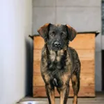 Pies do adopcji, Radom, 2 września 2026