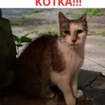 Zaginął kot, Łódź, 3 września 2026
