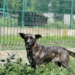 Pies do adopcji, Bydgoszcz, 4 września 2026