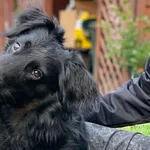 Pies do adopcji, Głowno, 19 września 2026