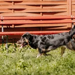 Pies do adopcji, Czartki, 18 września 2026