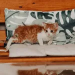 Kot do adopcji, Czartki, 14 września 2026
