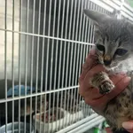Kot do adopcji, Racławice, 11 września 2026