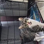 Kot do adopcji, Choszczno, 5 września 2026