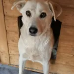 Pies do adopcji, Rytlów, 13 września 2026