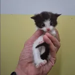 Katsumi