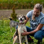 Pies do adopcji, Racławice, 10 września 2026
