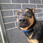 Znaleziono psa, Wrocław, 7 września 2026