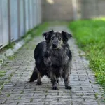 Pies do adopcji, Piła, 31 sierpnia 2026