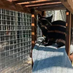 Venom jest jednym z najbardziej nieśmiałych kotów w naszej kociarni. Nie ma w nim jednak ani odrobiny agresji – to po prostu jeszcze bardzo przestraszone dziecko, które potrzebuje czasu, cierpliwości 