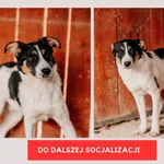 Pies do adopcji, Czartki, 11 września 2026