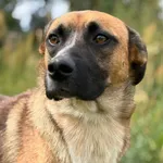 389387 Simba