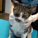 Kot do adopcji, Szczecin, 9 września 2026
