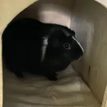 Kawka