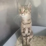 Kot do adopcji, Racławice, 11 września 2026