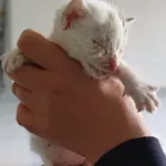 Zahira