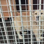 Pies do adopcji, Gorzów Wielkopolski, 16 września 2026