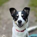 Pies do adopcji, Gdynia, 18 września 2026
