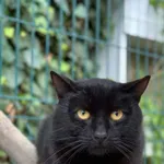 Kot do adopcji, Bydgoszcz, 6 września 2026