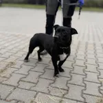 Znaleziono psa, Lublin, 14 września 2026