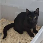 Centauri