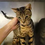 Kot do adopcji, Racławice, 2 września 2026