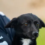 Pies do adopcji, Racławice, 9 września 2026