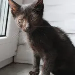 Kot do adopcji, Grudziądz, 5 sierpnia 2026
