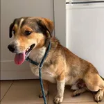 Bolt