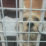 Pies do adopcji, Gorzów Wielkopolski, 4 września 2026