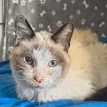 Karmel ID: 6714