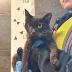 Znaleziono kota, Chełmek, 23 września 2026