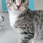 Kot do adopcji, Piła, 2 czerwca 2026