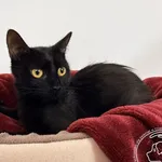 Nuka