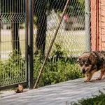 Pies do adopcji, Czartki, 18 września 2026
