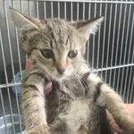 Kot do adopcji, Racławice, 11 września 2026