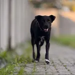 Pies do adopcji, Piła, 31 sierpnia 2026
