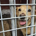 Pies do adopcji, Gorzów Wielkopolski, 19 września 2026
