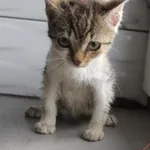 Kot do adopcji, Grudziądz, 21 sierpnia 2026