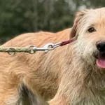 Pies do adopcji, Pieczyska, 19 września 2026