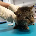 Pies do adopcji, Szczecin, 8 września 2026