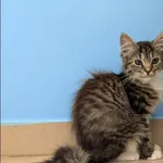 Mochi
