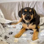 Pies do adopcji, Piła, 1 września 2026