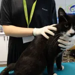 Kot do adopcji, Szczecin, 5 września 2026