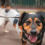 Pies do adopcji, Milanówek, 30 września 2026