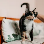 Kot do adopcji, Czartki, 25 września 2026