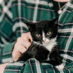 Kot do adopcji, Czartki, 25 września 2026