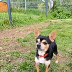 Pies do adopcji, Wrocław, 29 lipca 2026