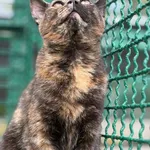Kot do adopcji, Bełchatów, 11 czerwca 2026