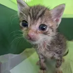 Kot do adopcji, Orzechowce, 24 września 2026